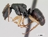  (Camponotus alamaina - CASENT0444331-D01)  @13 [ ] Unspecified (default): All Rights Reserved  Unspecified Unspecified