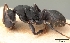  (Camponotus edmondi - CASENT0136513)  @13 [ ] Unspecified (default): All Rights Reserved  Unspecified Unspecified