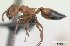  (Crematogaster tricolor - CASENT0134950)  @13 [ ] Unspecified (default): All Rights Reserved  Unspecified Unspecified