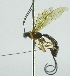  (Calliephialtes ledezmae - INB0003139440)  @11 [ ] Copyright (2011) R. Zuniga INBio