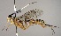  (Polycyrtus claususDHJ05 - INB0003159766)  @14 [ ] Copyright (2010) Ronald Zuniga Unspecified