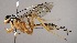  (Polycyrtus eneyaeDHJ02 - INB0003159781)  @14 [ ] Copyright (2010) Ronald Zuniga Unspecified