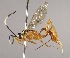  (Polycyrtus dahianaeRZ01 - INB0003329226)  @14 [ ] Copyright (2010) Ronald Zuniga Unspecified