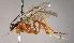  (Polycyrtus isidroi - INB0003348873)  @11 [ ] Copyright (2010) Ronald Zuniga Unspecified