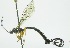  (Calliephialtes rojasiRZ01 - INB0003475380)  @12 [ ] Copyright (2011) R. Zuniga INBio
