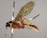  (Polycyrtus bicolor - INB0003512420)  @13 [ ] Copyright (2010) Ronald Zuniga Unspecified