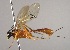  (Polycyrtus barrientosi - INB0003536883)  @13 [ ] Copyright (2010) Ronald Zuniga Unspecified