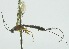  (Calliephialtes deyanirae - INB0003713451)  @12 [ ] Copyright (2011) R. Zuniga INBio