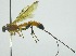  (Calliephialtes sittenfeldae - INB0003730953)  @13 [ ] Copyright (2011) R. Zuniga INBio