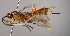  (Polycyrtus chiriquensis - INB0003731911)  @14 [ ] Copyright (2010) Ronald Zuniga Unspecified