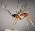  (Polycyrtus javieri - INB0003850925)  @14 [ ] Copyright (2010) Ronald Zuniga Unspecified