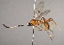  (Polycyrtus gynnae - INB0003959081)  @14 [ ] Copyright (2010) Ronald Zuniga Unspecified
