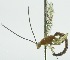  (Calliephialtes ferrugineus - INB0003969364)  @12 [ ] Copyright (2011) R. Zuniga INBio