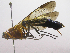  (Thyreodon Janzen14 - INB0004191768)  @13 [ ] Copyright (2011) R. Zuniga Instituto Nacional de Biodiversidad