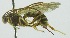  (Dolichomitus cantillanoi - INB0004276907)  @13 [ ] Copyright (2011) R. Zuniga INBio