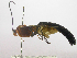  (Thyreodon papei - INBIOCRI000194141)  @11 [ ] Copyright (2011) R. Zuniga Instituto Nacional de Biodiversidad