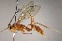  (Polycyrtus tubulifera - INBIOCRI002131352)  @12 [ ] Copyright (2010) Ronald Zuniga Unspecified