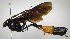  (Thyreodon Malaise1656 - INBIOCRI002146580)  @12 [ ] Copyright (2012) Ronald Zuniga Instituto Nacional de Biodiversidad, Costa Rica