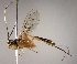  (Polycyrtus marcoi - INB0003126443)  @14 [ ] Copyright (2010) Ronald Zuniga Unspecified