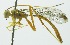  (Labena espinitaDHJ01 - INB0003133609)  @14 [ ] Copyright (2011) R. Zuniga INBio