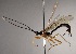  (Hymenoepimecis tedfordiRZ15 - INB0003136073)  @14 [ ] Copyright (2010) Ronald Zuniga Unspecified