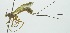  (Epirhyssa quirosi - INB0003137026)  @11 [ ] Copyright (2011) R. Zuniga Unspecified