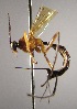  (Hymenoepimecis tedfordi - INB0003138283)  @13 [ ] Copyright (2010) Ronald Zuniga Unspecified