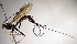  (Dolichomitus irritatorRZ22 - INB0003138978)  @12 [ ] Copyright (2010) Ronald Zuniga Unspecified