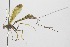  (Epirhyssa corralesi - INB0003139828)  @14 [ ] Copyright (2011) R. Zuniga INBio