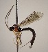  (Tromatobia zunigaiRZ12 - INB0003140265)  @14 [ ] Copyright (2010) Ronald Zuniga Unspecified