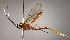  (Polycyrtus pallidibalteatus - INB0003149082)  @14 [ ] Copyright (2010) Ronald Zuniga Unspecified