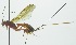  (Epirhyssa prolasia - INB0003159120)  @13 [ ] Copyright (2011) R. Zuniga Unspecified