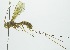  (Epirhyssa oranensisRZ01 - INB0003159509)  @13 [ ] Copyright (2011) R. Zuniga Unspecified