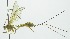  (Epirhyssa theloidesRZ02 - INB0003159921)  @12 [ ] Copyright (2011) R. Zuniga Unspecified