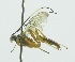  ( - INB0003318155)  @13 [ ] Copyright (2011) R.Zuniga INBio