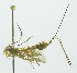  (Epirhyssa theloides - INB0003318472)  @13 [ ] Copyright (2011) R. Zuniga Unspecified