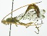  (Grotea vanessaeDHJ04 - INB0003318547)  @14 [ ] Copyright (2011) R. Zuniga INBio