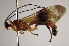  (Hymenoepimecis zuniga02 - INB0003348634)  @14 [ ] Copyright (2010) Ronald Zuniga Unspecified