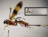  (Dolichomitus billorum - INB0003414993)  @13 [ ] Copyright (2010) Ronald Zuniga Unspecified