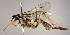  (Polycyrtus sigillatus - INB0003456661)  @14 [ ] Copyright (2010) Ronald Zuniga Unspecified