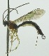  (Tromatobia zunigai - INB0003475370)  @11 [ ] Copyright (2011) R. Zuniga INBio