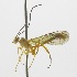  (Epirhyssa mexicana - INB0003475643)  @13 [ ] Copyright (2011) R. Zuniga INBio
