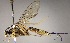  (Polycyrtus obtusispina - INB0003480228)  @15 [ ] Copyright (2010) Ronald Zuniga Unspecified