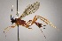  (Polycyrtus hidalgoi - INB0003535282)  @11 [ ] Copyright (2010) Ronald Zuniga Unspecified