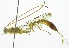  (Grotea vanessaeDHJ01 - INB0003709627)  @13 [ ] Copyright (2011) R. Zuniga INBio
