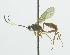  (Polycyrtus elviae - INB0003713666)  @12 [ ] Copyright (2011) R. Zuniga INBio