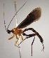  (Hymenoepimecis zuniga01 - INB0003786274)  @13 [ ] Copyright (2010) Ronald Zuniga Unspecified