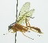  (Polycyrtus isidroiDHJ05 - INB0003798849)  @12 [ ] Copyright (2011) R. Zuniga INBio