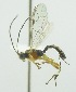  (Zatypota alborhombartaDHJ09 - INB0003815391)  @13 [ ] Copyright (2011) R. Zuniga INBio