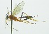  (Polycyrtus latigulusDHJ02 - INB0003861269)  @13 [ ] Copyright (2011) R. Zuniga INBio